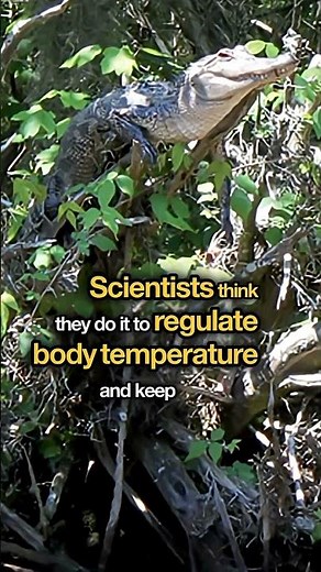 Crocodiles Can Climb Trees… Seriously.