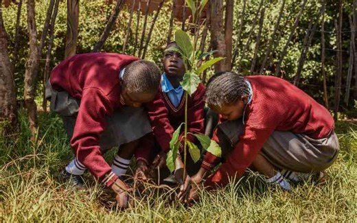 Private sector joins efforts to restore Mt Elgon forest