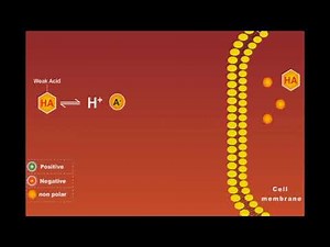 Weak Acids And Bases