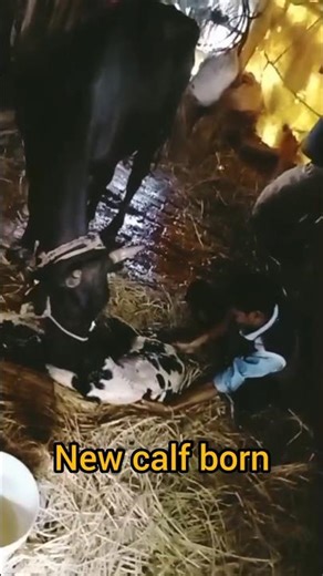 Holstain new calf born#cow#calf #short#shorts#animals