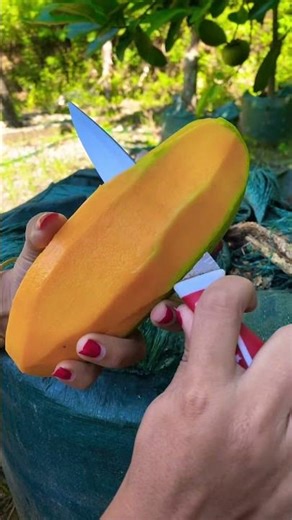 Buah mangga golek #viralvideo