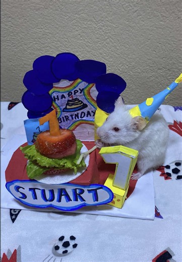 Hámster cumple 1 año: ideas y celebración tierna