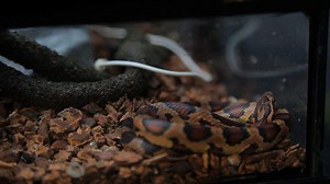 How to Pick a Substrate