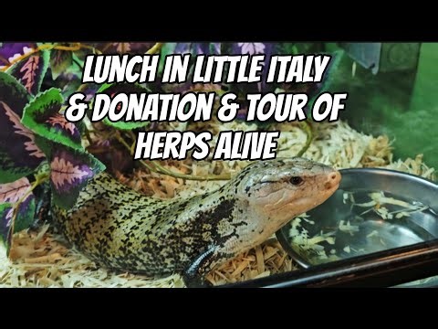 Lunch in Little Italy & Donation & Tour of Herps Alive