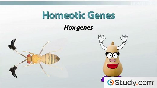 Hox Genes | Definition, Mutation & Function
