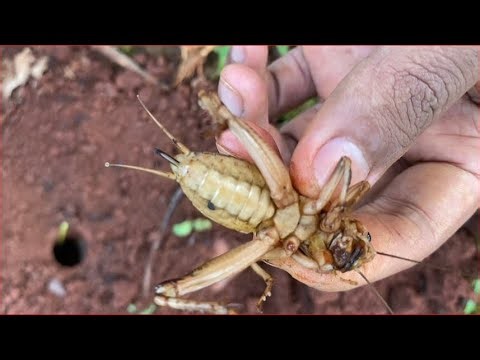 Amazing technique catching crickets in deep hole