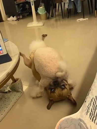 Why do dogs lick each other's private parts?