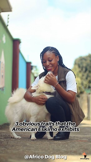 3 Things Only American Eskimo Owners Know About Them. Have you noticed any of these traits? #dogs #doglovers #doglife #dogworld #dogsofinstagram #dogsofinsta #americaneskimos #americaneskimosofinstagram #americaneskimodog #chihuahua #pets #africodoblog | Africo Dog Blog