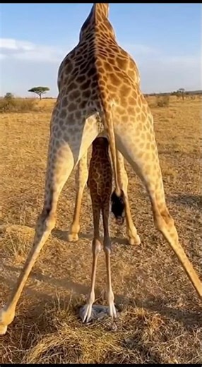 Giraffe Giving Birth