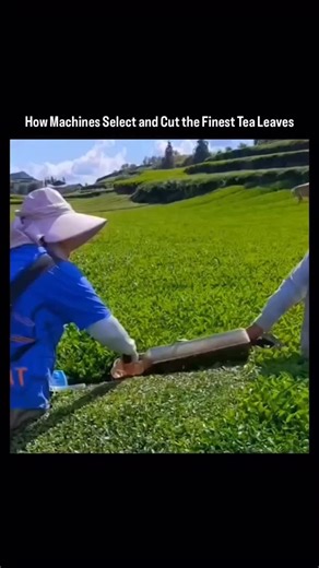 The Mind Matrix on Instagram: "hashtags: ⸻ Watch as skilled workers use a long trimmer to harvest only the freshest tea leaves. The machine precisely cuts the young buds and top leaves—ideal for premium-quality tea—while a built-in tray collects them to prevent any waste. A perfect blend of modern efficiency and traditional craftsmanship in every cut! 🍃✨ Disclaimer: We do not own any of the content. All credit goes to the respective owners. No copyright infringement intended. teaharvest #tealea