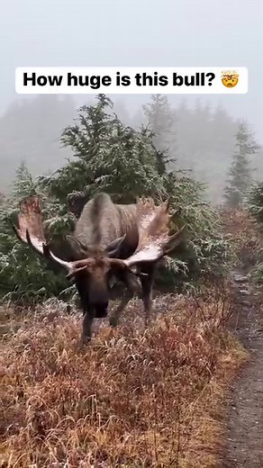 How huge is this bull moose?! It was unreal seeing this guy close up! #bullmoose #mooseofinstagram #rut #rutpit #wildlifephotography #nature #nature_captures #photography #live_love_wildlife #video #alaskalife #animalsofinstagram #moose #closeup #alaskamoose #wildlife_vision #instawild #reels #alaska #earthcapture⁣⁣ #wildlifepictures #wildlife_inspired #wildplanet #wildlifelovers #wildlife_perfection #natgeowildlife #wildlifeplanet #wildlifeonearth #wildlife_photography⁣⁣⁣⁣⁣⁣⁣⁣⁣#instanaturefrien