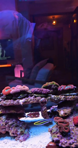 11K views · 396 reactions | TDS meter get one , after all u dont wanna dump the nasty stuff u wanna get rid of in the first place ..1-10 is ok , RODI is paramount , right size for the tank is a must  | Bodo Reed | Facebook