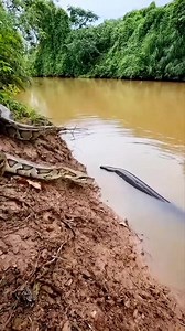 Python vs Electric Eel 🤯⚡️🐍 #animals #wildlife | Riteek Kashyap