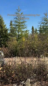 Prospecting on old roads using ATV looking for garnets. #prospecting #garnets #ATV | Wild Earth Treasures