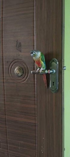 #funny #vairalshort #2026 #cutedog #labrador #petlover #funnydog #funnypet#happynewyear2026