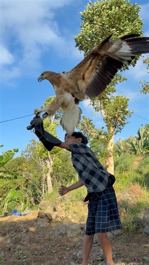 Tarzan boy playing bomerang with the eagle king #animals #nature #explore