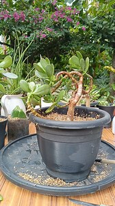HOW TO SAVE CRASSULA OVATA, COMMONLY KNOWN AS JADE PLANT, LUCKY PLANT, MONEY PLANT OR MONEY TREE/FULL GUIDE/STEP BY STEP Mamalyn's Garden BEGINNER GUIDES STEP 1-Remove the plant from the pot STEP 2-Cut away any affected roots/stem STEP 3-Dip the stem/roots in a fungicide to prevent re-infection STEP 4- Re-plant in a well draining potting mix STEP 5-Put in a shady place STEP 6-wait for three days can be watered #savingplant #jade #crassula #ovata #JadePlant #succulents #rootrot #rottenstem #plant