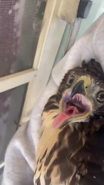 Thank goodness for heroes like this! 💕✨ (Via - Amber S.) | The Pet Collective