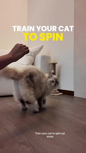 Train Your Cat to Spin | Step-by-Step Guide [Hot Keywords]