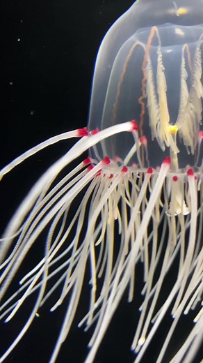 Weird and lovely, the giant bell jelly. #LearnOnTikTok #seajelly #jellyfish #aquariumofthepacific