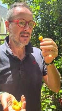 Cerise 🍒 du Brésil 🇧🇷 jaune Eugenia brasiliensis #fruit #fruitaddict #nature #farming