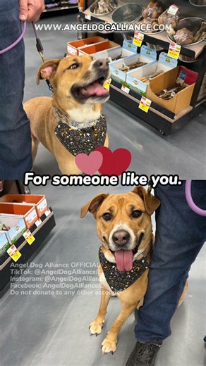 Meet Pebbles: The sweet, human-loving pup who wants to be your shadow ❤️