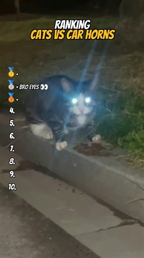 Ranking Cats Getting Scared by Car Horn