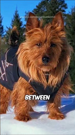 Australian Terrier 🐶