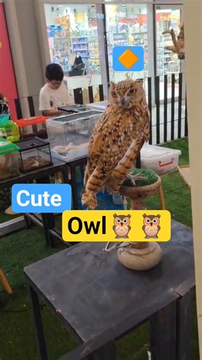 Cute Owl🦉and cute puppy🐶 #cute #funny #cutedog #owl #animals #short #youtubeshorts #pets