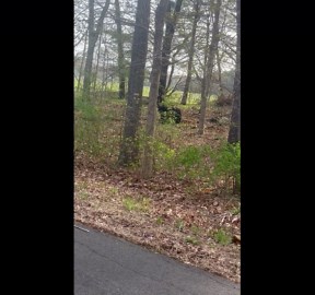 Baby Bears Practice Climbing Skills
