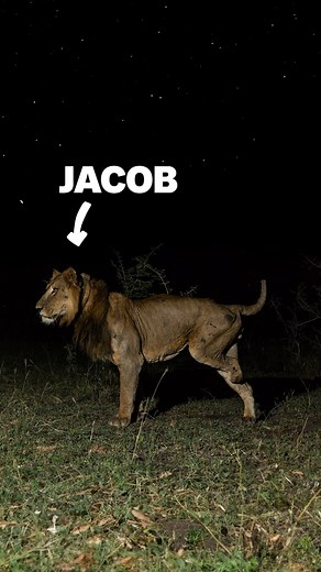 Why did a three-legged lion and his brother cross a predator infested channel in Uganda at night?