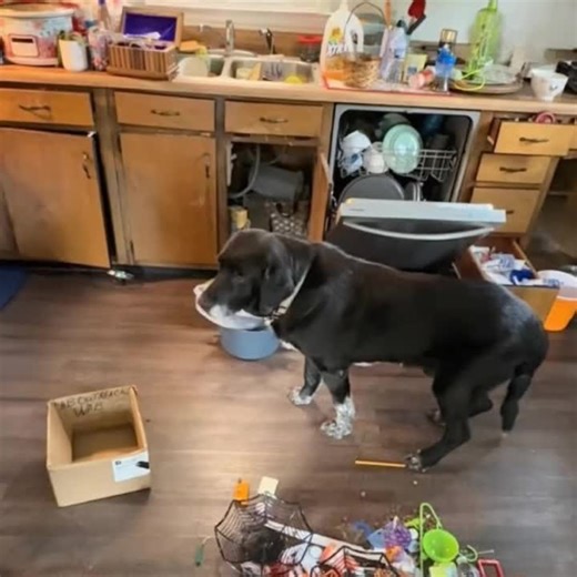 6.1K views · 22 reactions | This elderly dog was discovered abandoned with a broken heart by a landlord clearing out a property. ⬇️ | Usa Community | Facebook