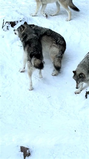 Two Wolves Face Off... Listen to That Growl!🐺😱