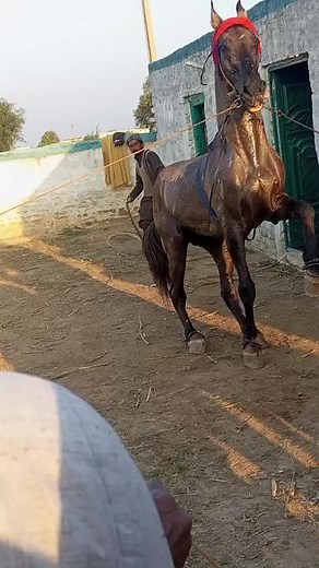 Dark Brown Horse Training and Handling Tips