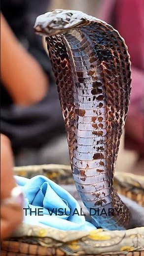 Snake Dancing to Flute Music | Amazing Snake Charmer Video | Wild snake