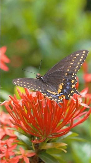 🦋A Swallowtail butterfly eating nectar from an Ixora.