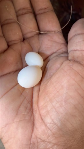 My African Lovebird Laid a Very Tiny Egg #bird #africanlovebird #mmsaviary #short #viral #fyp