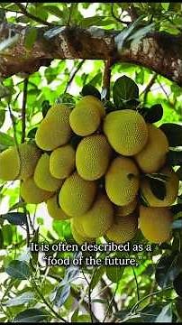 Jackfruit: The Giant Fruit That Acts Like Meat