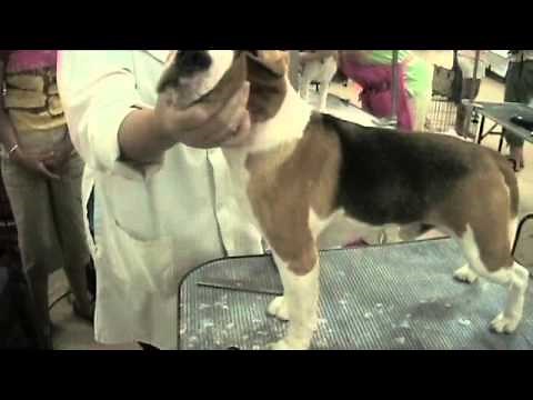 Beagle Grooming 101