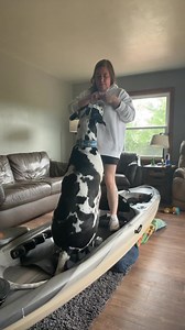 284K views · 2.8K reactions | A little rain isn’t going to stop us from training. #dog #GreatDane | Larry_the_great_dane | Facebook