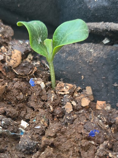 Sprouts in the Worm Bin: Tips for Vermicomposting