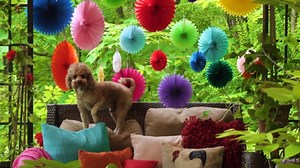 Colorful Paper Fans - Rainbow Party Decorations - Happy Birthday Decorations for Women, Men and Kids - Reusable Fiesta Party Decor by Avoseta (20 Piece Set, Assorted Sizes, Multicolor)