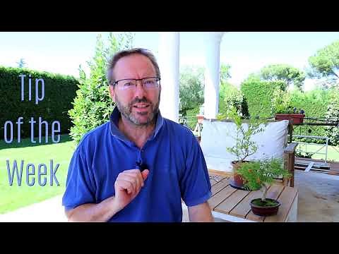 Bonsai care - Pomegranate tree - Flowers, fruit and seeds