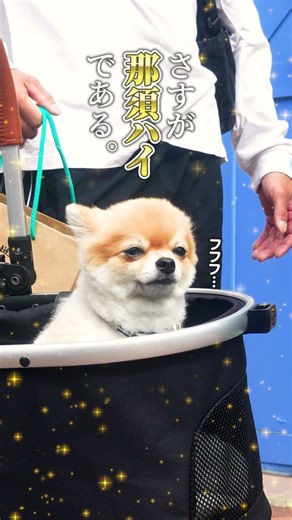 【吾輩は犬である】那須ハイランドパークなら愛犬と一緒に遊園地を楽しめる！詳細は「那須ハイ」で検索🐾 #遊園地 #那須ハイランドパーク #犬 #わんこ #栃木県