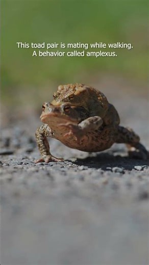 This Toad Pair Is Mating While Walking - A Behavior Called Amplexus