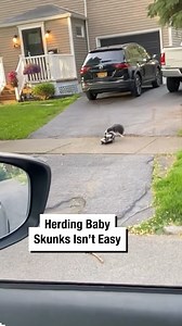 5.2M views · 34K reactions | Herding Baby Skunks Isn't Easy! 令 | Wrestling News | Facebook