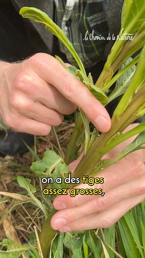 115K views · 2K reactions | Le raisin d’Amérique (Phytolacca...