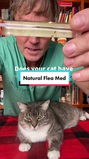 Andrew Jones, DVM on TikTok