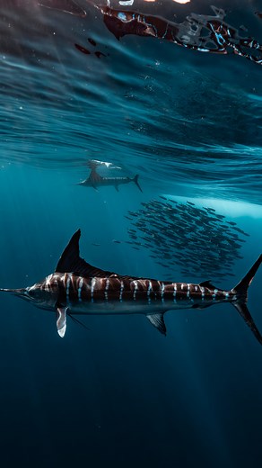 Tanner Mansell | Precision in motion. 🐟 Watch as a striped marlin clips a 4-inch sardine at speeds up to 50 mph with surgical accuracy. Yes, sometimes I... | Instagram