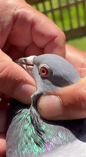 botfly larva remove from pigeon #larva #botfly #pigeon #removal